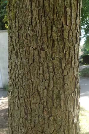 Crataegus persimilis \ Pflaumenblttriger Weidorn / Plumleaf Hawthorn, D Duisburg 19.6.2025