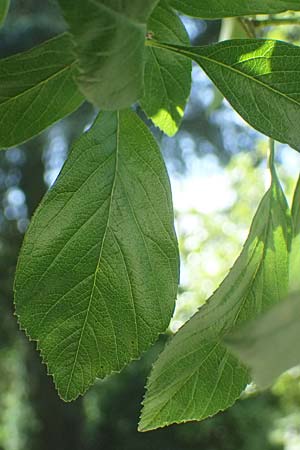 Crataegus persimilis \ Pflaumenblttriger Weidorn / Plumleaf Hawthorn, D Duisburg 19.6.2025