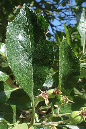 Crataegus persimilis \ Pflaumenblttriger Weidorn / Plumleaf Hawthorn, D Dinslaken 19.6.2025