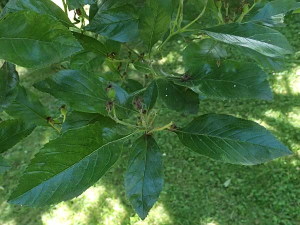 Crataegus persimilis \ Pflaumenblttriger Weidorn / Plumleaf Hawthorn, D Dinslaken 19.6.2025