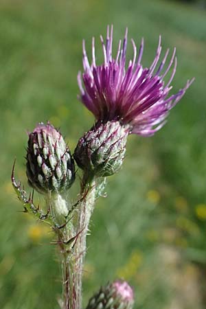 Cirsium palustre / Marsh Thistle, D Odenwald, Hammelbach 26.7.2026