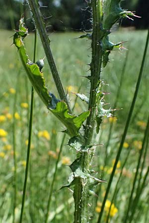 Cirsium palustre / Marsh Thistle, D Odenwald, Hammelbach 26.7.2026
