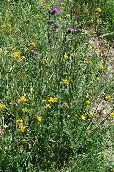 Cirsium palustre / Marsh Thistle, D Odenwald, Hammelbach 26.7.2026