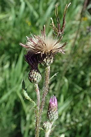 Cirsium palustre / Marsh Thistle, D Odenwald, Hammelbach 26.7.2026