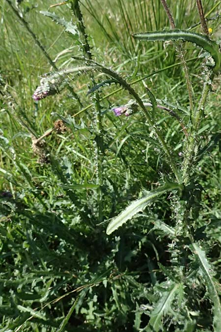 Cirsium palustre / Marsh Thistle, D Odenwald, Hammelbach 26.7.2026
