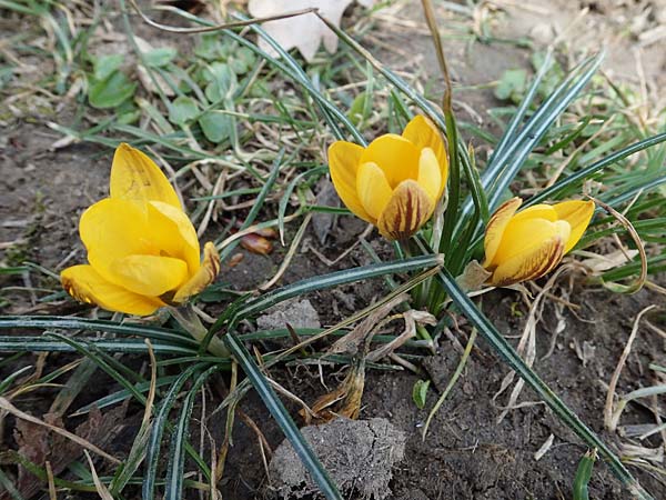 Crocus flavus / Yellow Crocus, D Ludwigshafen 8.3.2021