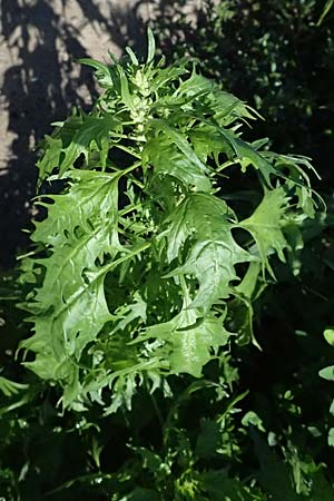 Chenopodium rubrum \ Roter G�nsefu� / Red Goosefoot, D Rolandseck 30.8.2026