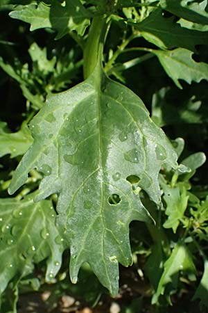 Chenopodium rubrum \ Roter G�nsefu� / Red Goosefoot, D Rolandseck 30.8.2026