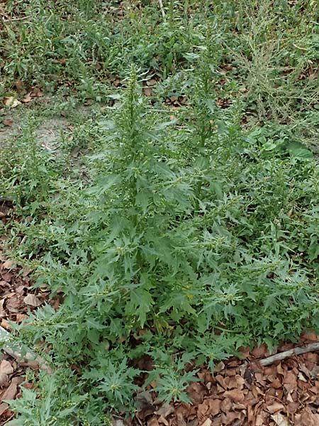 Chenopodium rhombifolium \ S�gebl�ttriger G�nsefu� / Serrate-Leaved Goosefoot, D Mannheim 14.9.2026