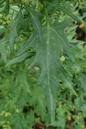 Chenopodium rhombifolium \ S�gebl�ttriger G�nsefu� / Serrate-Leaved Goosefoot, D Mannheim 14.9.2026