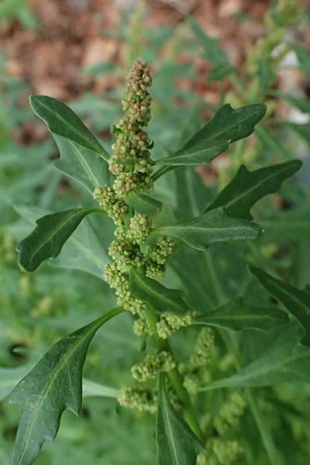 Chenopodium rhombifolium \ S�gebl�ttriger G�nsefu� / Serrate-Leaved Goosefoot, D Mannheim 14.9.2026