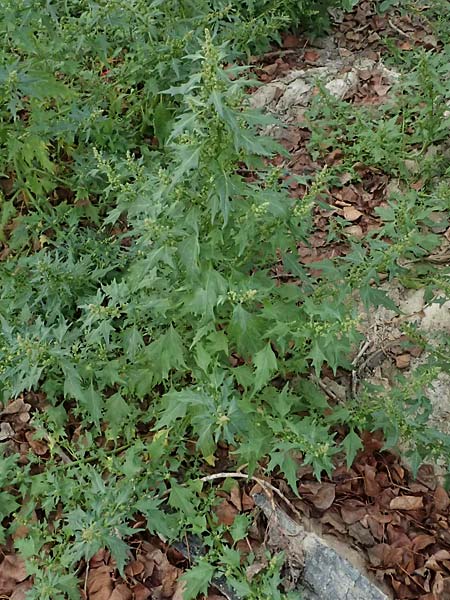 Chenopodium rhombifolium \ S�gebl�ttriger G�nsefu� / Serrate-Leaved Goosefoot, D Mannheim 14.9.2026