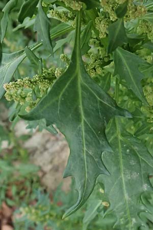 Chenopodium rhombifolium \ S�gebl�ttriger G�nsefu� / Serrate-Leaved Goosefoot, D Mannheim 14.9.2026