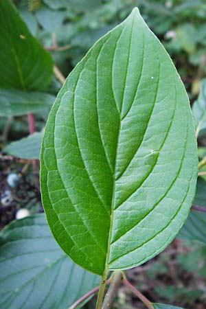 Cornus sericea \ Seidiger Hartriegel, D Odenwald, Unterflockenbach 2.7.2015