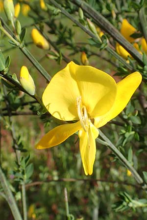 Cytisus striatus \ Gesteifter Besen-Ginster, D Großwallstadt am Main 28.4.2016