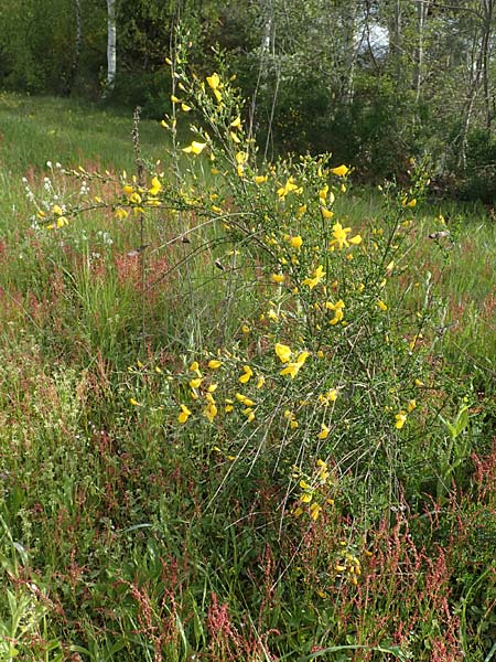 Cytisus striatus \ Gesteifter Besen-Ginster, D Großwallstadt am Main 28.4.2016