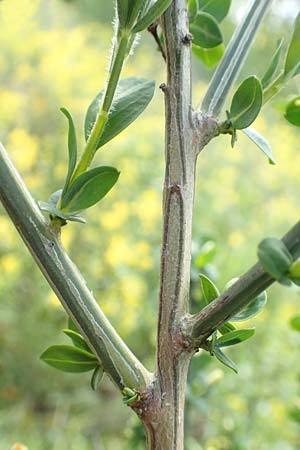 Cytisus striatus \ Gesteifter Besen-Ginster, D Großwallstadt am Main 28.4.2016