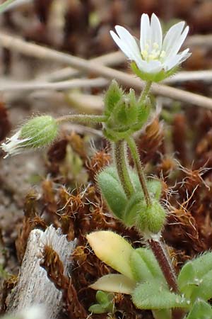 Cerastium semidecandrum, Little Mouse-Ear Cerastium semidecandrum, Little Mouse-Ear