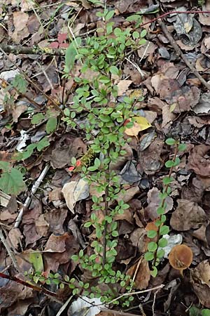 Cotoneaster x suecicus \ Schwedische Zwergmispel / Swedish Cotoneaster, D Germersheim-Lingenfeld 16.10.2024