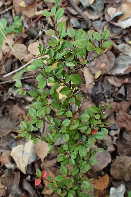 Cotoneaster x suecicus \ Schwedische Zwergmispel / Swedish Cotoneaster, D Germersheim-Lingenfeld 16.10.2024