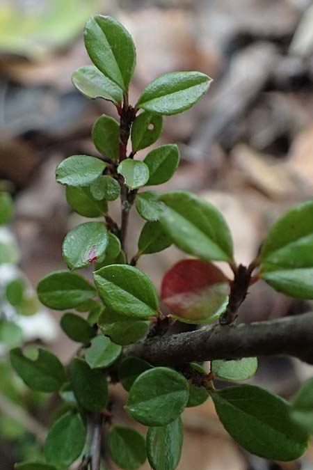 Cotoneaster x suecicus \ Schwedische Zwergmispel / Swedish Cotoneaster, D Germersheim-Lingenfeld 16.10.2024