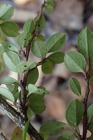 Cotoneaster x suecicus \ Schwedische Zwergmispel / Swedish Cotoneaster, D Germersheim-Lingenfeld 16.10.2024