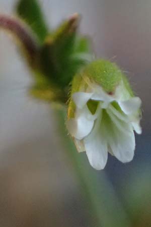 Cerastium subtetrandrum \ Viermnniges Hornkraut / Tetramerous Mouse-Ear, D Friedberg 27.4.2025