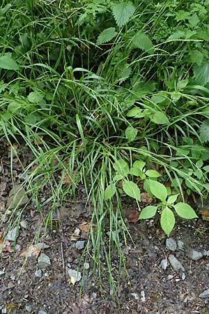 Carex sylvatica \ Wald-Segge / Wood Sedge, D Zwingenberg an der Bergstra&szlig;e 4.5.2025