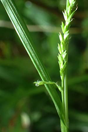 Carex sylvatica \ Wald-Segge / Wood Sedge, D Zwingenberg an der Bergstra&szlig;e 4.5.2025