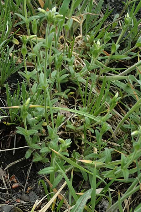 Cerastium subtetrandrum \ Viermnniges Hornkraut / Tetramerous Mouse-Ear, D Friedberg 4.5.2025