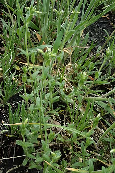 Cerastium subtetrandrum \ Viermnniges Hornkraut / Tetramerous Mouse-Ear, D Friedberg 4.5.2025