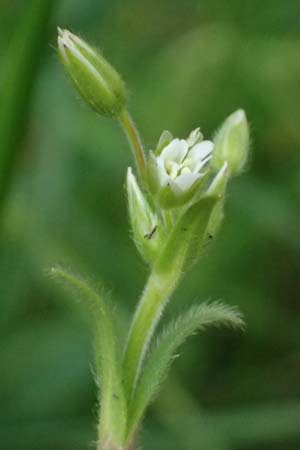 Cerastium subtetrandrum \ Viermnniges Hornkraut / Tetramerous Mouse-Ear, D Friedberg 4.5.2025