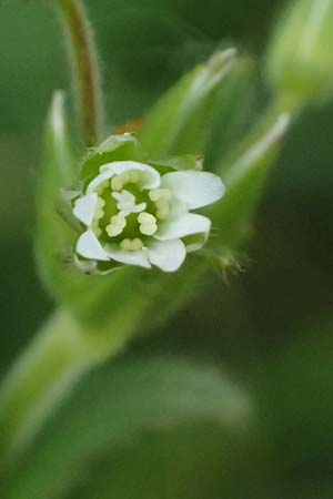 Cerastium subtetrandrum \ Viermnniges Hornkraut / Tetramerous Mouse-Ear, D Friedberg 4.5.2025