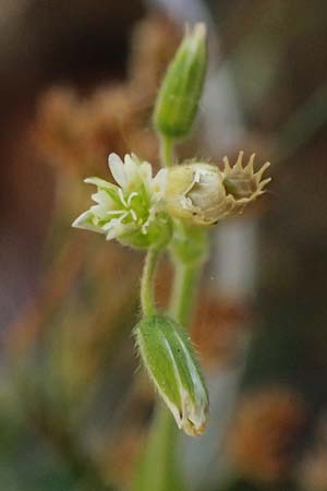 Cerastium subtetrandrum \ Viermnniges Hornkraut / Tetramerous Mouse-Ear, D Friedberg 18.5.2025