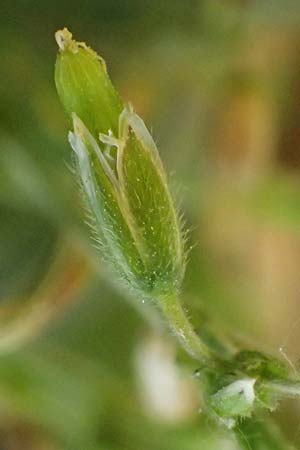 Cerastium subtetrandrum \ Viermnniges Hornkraut / Tetramerous Mouse-Ear, D Friedberg 18.5.2025
