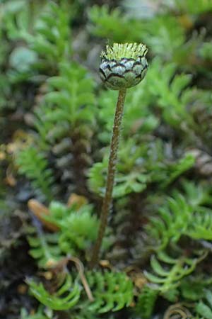 Cotula squalida \ Farn-Fiederpolster, Braunes Fiederpolster, D Essen 21.6.2025