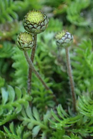 Cotula squalida \ Farn-Fiederpolster, Braunes Fiederpolster, D Essen 21.6.2025