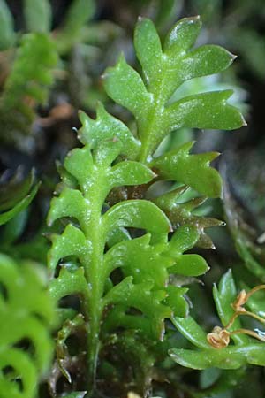 Cotula squalida \ Farn-Fiederpolster, Braunes Fiederpolster, D Essen 21.6.2025