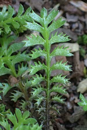 Cotula squalida \ Farn-Fiederpolster, Braunes Fiederpolster, D Essen 21.6.2025