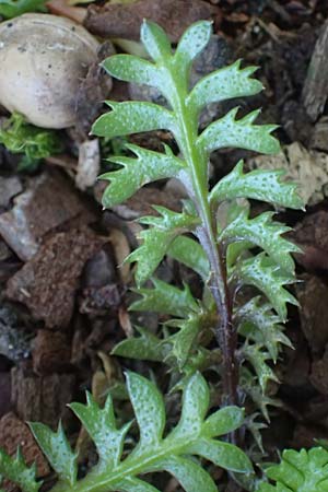 Cotula squalida \ Farn-Fiederpolster, Braunes Fiederpolster, D Essen 21.6.2025