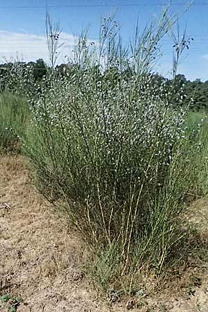 Cytisus striatus \ Gesteifter Besen-Ginster, D Frankfurt Airport 19.7.2025
