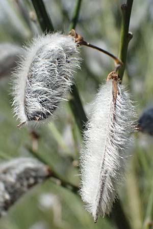 Cytisus striatus \ Gesteifter Besen-Ginster, D Frankfurt Airport 19.7.2025