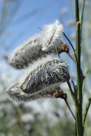 Cytisus striatus \ Gesteifter Besen-Ginster, D Frankfurt Airport 19.7.2025