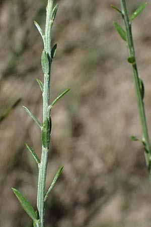 Cytisus striatus \ Gesteifter Besen-Ginster, D Frankfurt Airport 19.7.2025