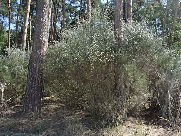 Cytisus striatus \ Gesteifter Besen-Ginster, D Frankfurt Airport 19.7.2025