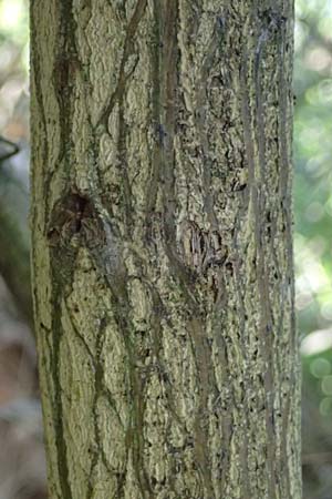 Cytisus striatus \ Gesteifter Besen-Ginster, D Frankfurt Airport 19.7.2025