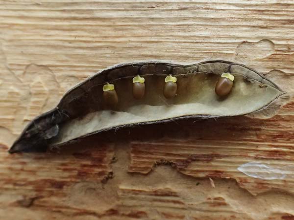 Cytisus scoparius \ Besen-Ginster, D Odenwald, Wilhelmsfeld 20.7.2025