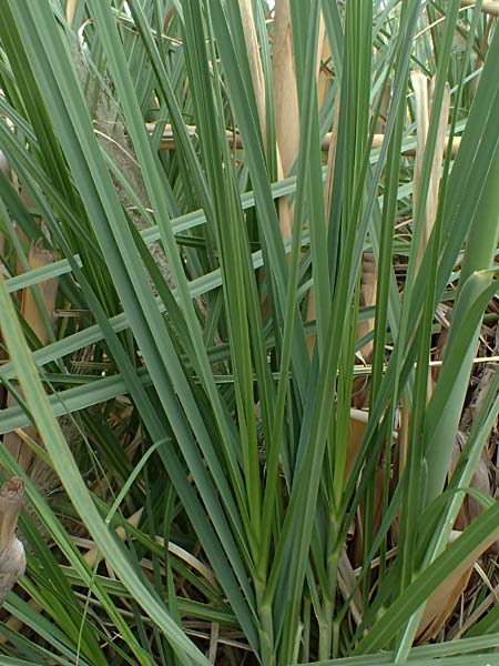 Cortaderia selloana \ Amerikanisches Pampas-Gras, D Mannheim 23.8.2025