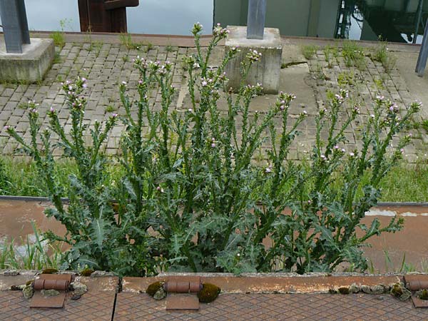 Carduus pycnocephalus \ Knuelkpfige Distel / Plymouth Thistle, D Mannheim 4.5.2024