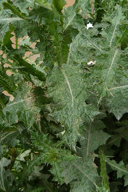 Carduus pycnocephalus \ Knuelkpfige Distel / Plymouth Thistle, D Mannheim 4.5.2024